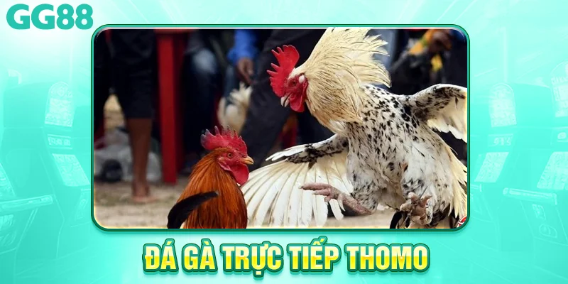 Đá gà trực tiếp thomo là gì