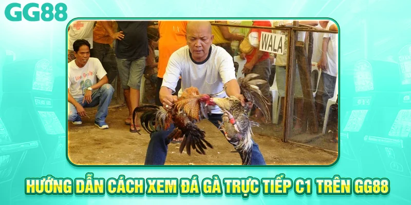 Hướng Dẫn Cách Xem Đá Gà Trực Tiếp C1 Hiệu Quả Trên gg88