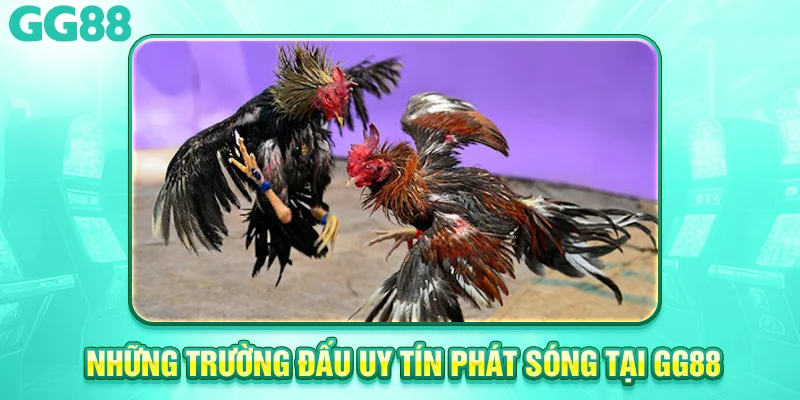 Những trường đấu uy tín 